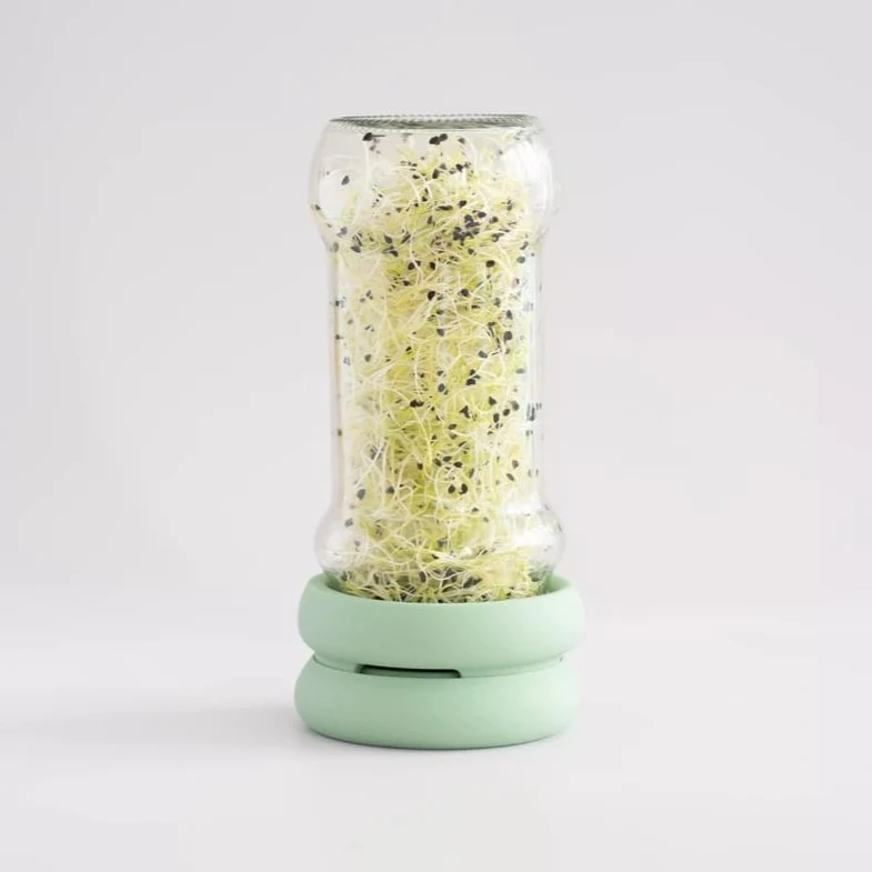 Sprossen ziehen im Glas - Sprout Huggers