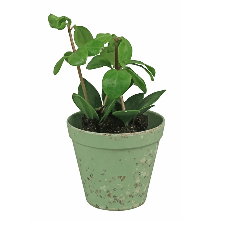 kleiner Übertopf - 11cm
